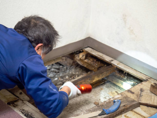Best Same-Day Mold Removal  in Garner, NC