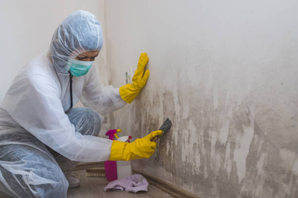 Best Local Mold Removal Service  in Garner, NC