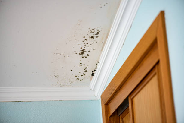 Best Home Mold Removal  in Garner, NC