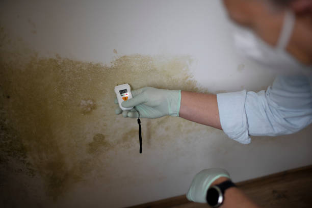 Best Mold Testing  in Garner, NC