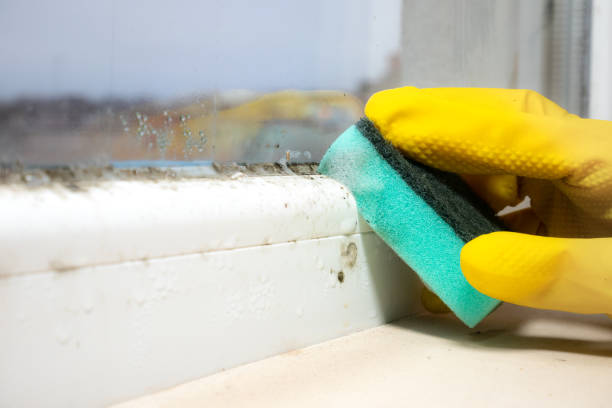 Best Office Mold Removal Services  in Garner, NC