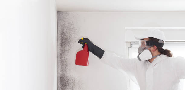 Best Mold Removal Near Me  in Garner, NC