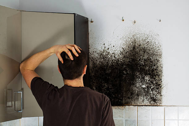 Best Office Mold Removal Services  in Garner, NC