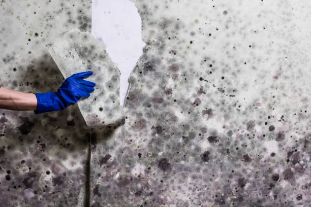 Best Home Mold Removal  in Garner, NC