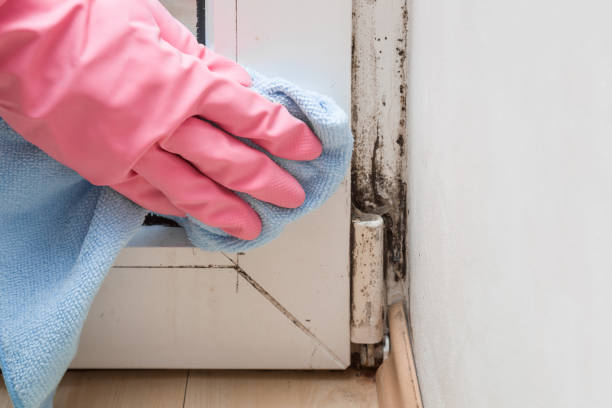 Best Home Mold Removal  in Garner, NC