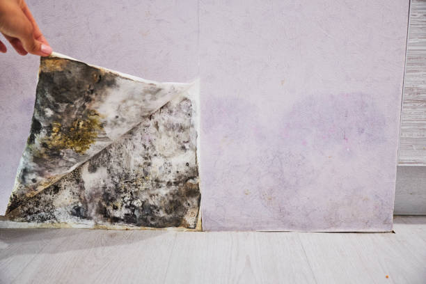 Best Mold Cleaning Services  in Garner, NC